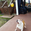 InHome Pet Care KY Happy Spot Pet Resort