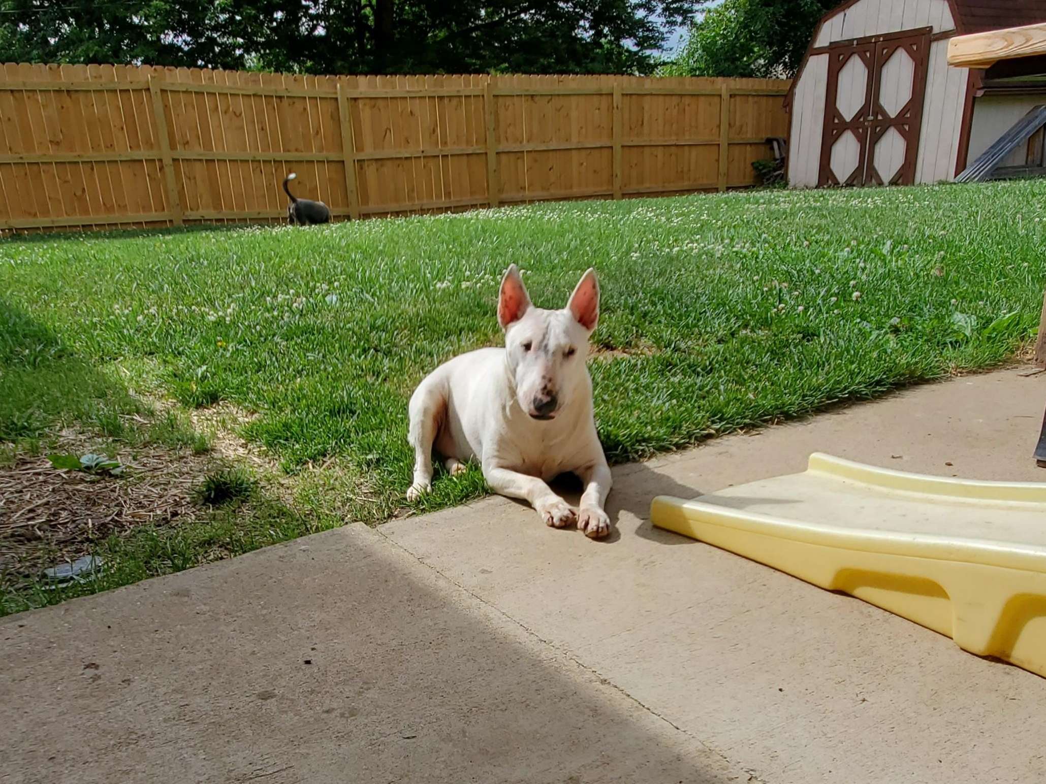 home from home pet care